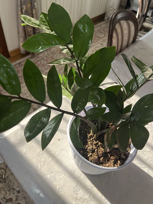 Замиокулькас (Долларовое, денежное дерево)