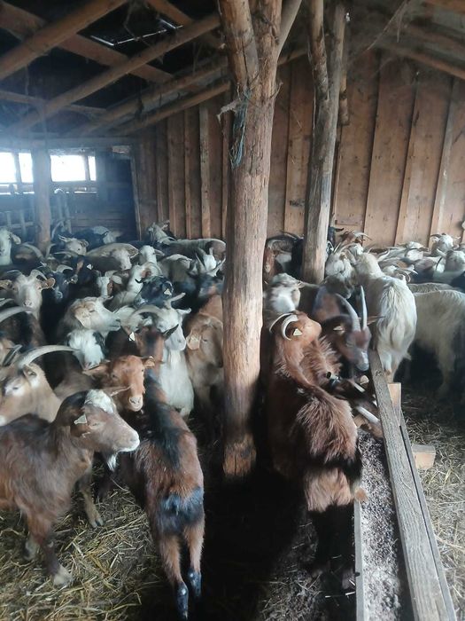 Vând 80 capre gestante