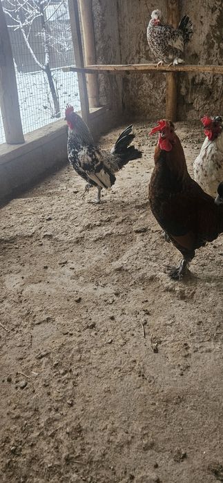 Кораздар сатылады