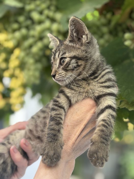 Котенок в добрые  руки мальчик