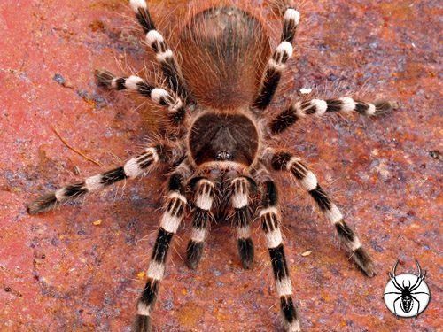 Acanthoscuria genicatula тарантул