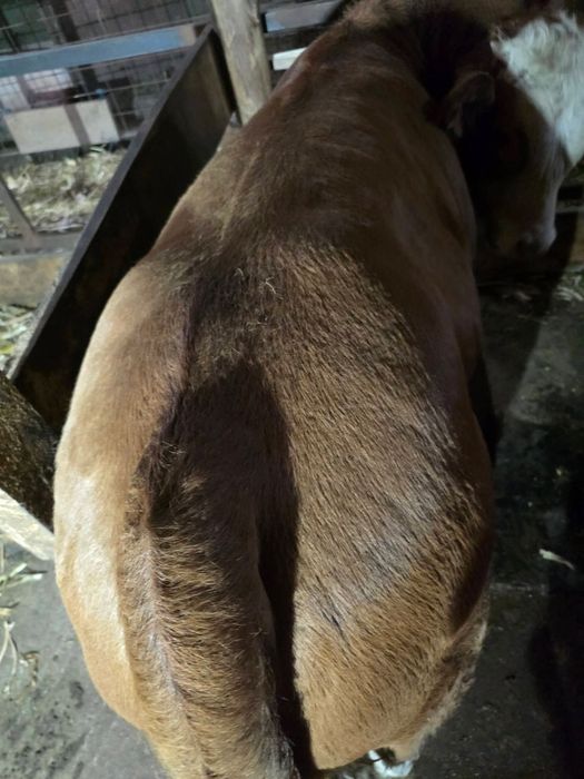 Vând tăuraș de 5 luni