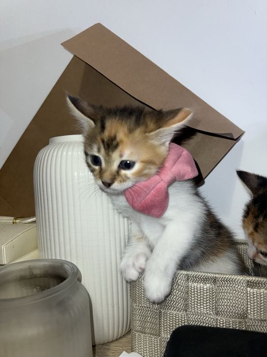 Am 5 puiuți pentru adopție!