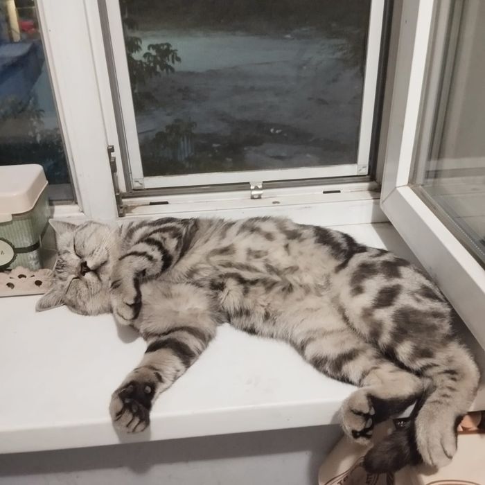 Потерялся кот,поселке Бурундай