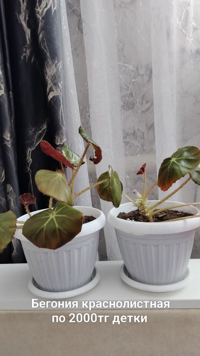 Комнатные цветы разные