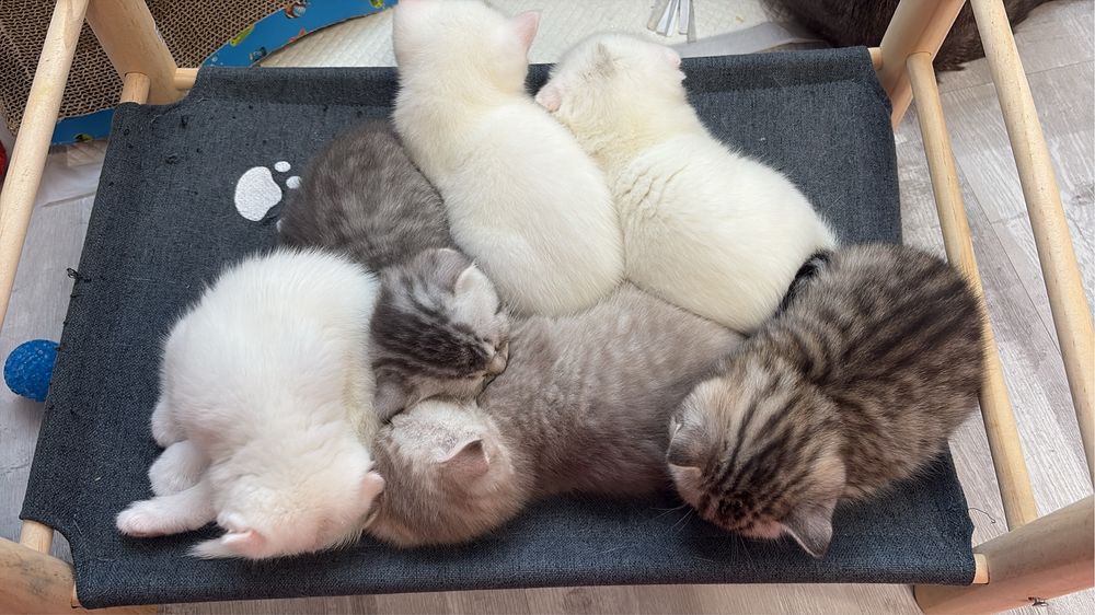 .Brittish & Scottish.