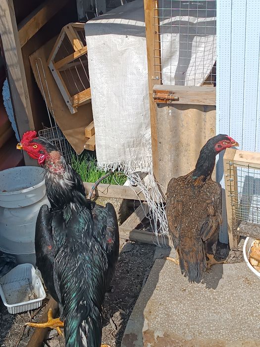 Продаю петух и курица