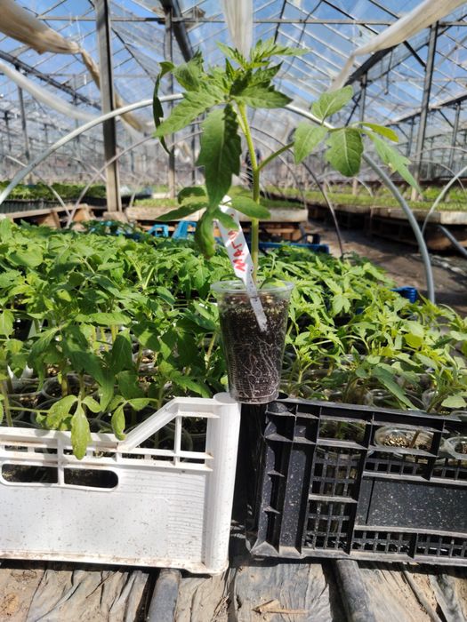 Разсад пикирани домати