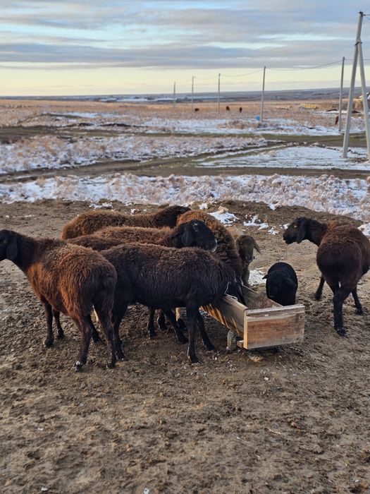 Қойларымды сатамын.