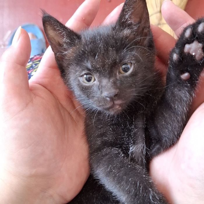 отдадим котят в добрые руки