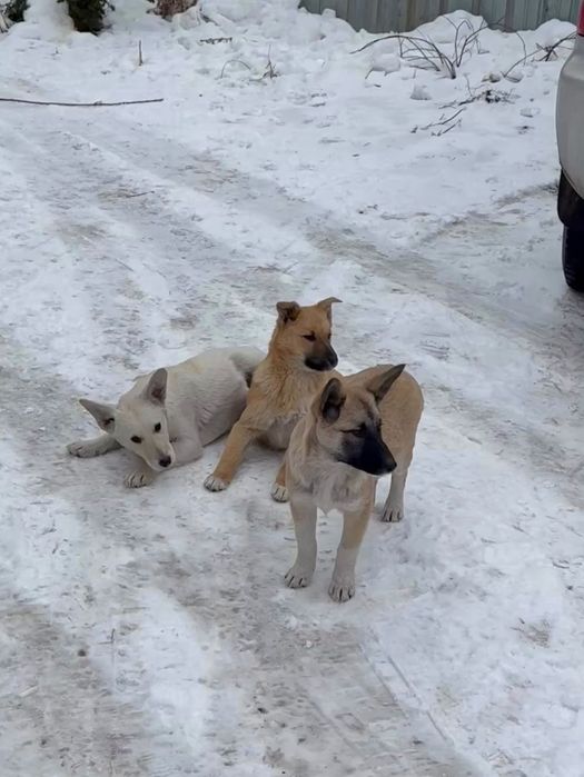 Отдадим красивых щенят