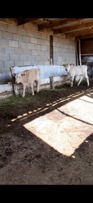 Срочно бызаулы сиыр сатылады