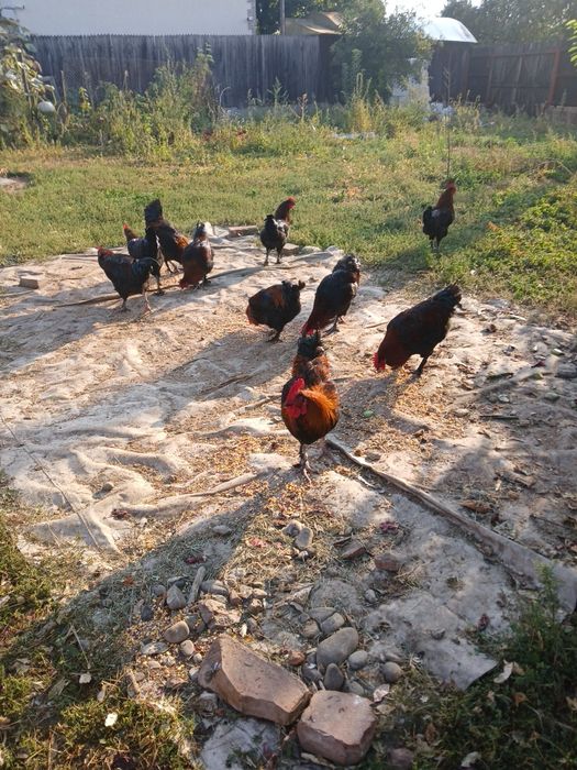 Vănd cocoși marans
