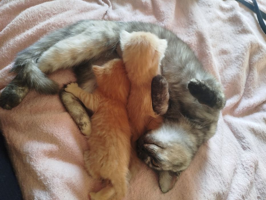 Отдам котят мальчика и девочку