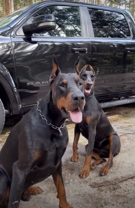 Доберман кобель 1,5 года