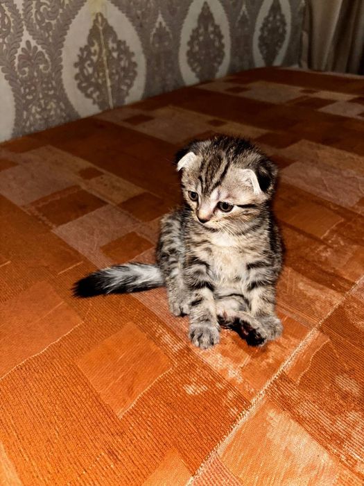 Продаю веслоухих котят!