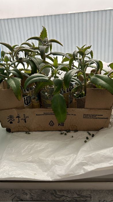 Лечебный каланхоэ