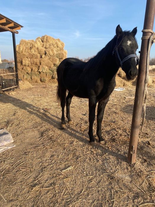 Тай сатыладыыыыы