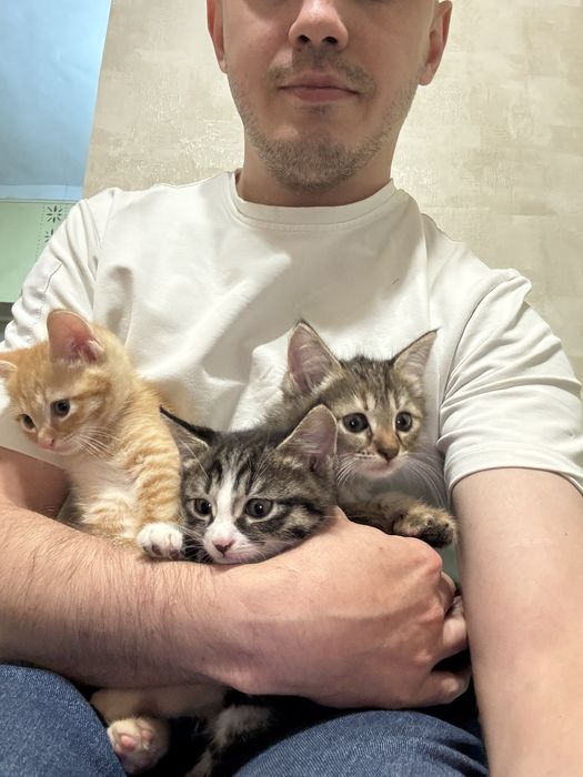 Котята в добрые руки бесплатно , Домашние котята ищут семью