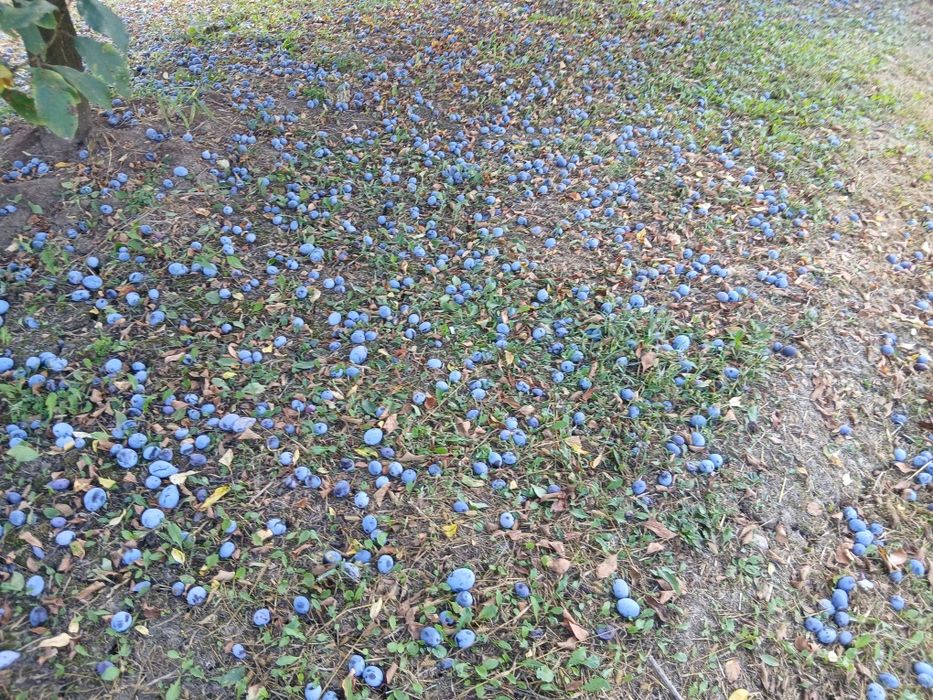 Prune pentru tuica
