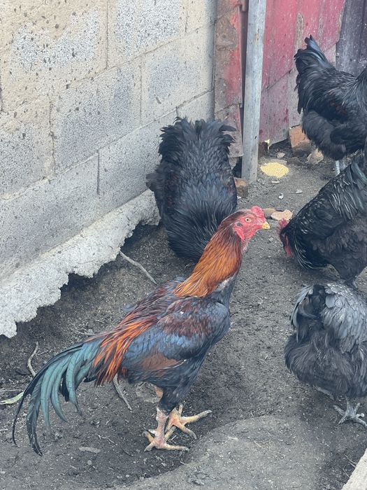 Продам молодых петухов