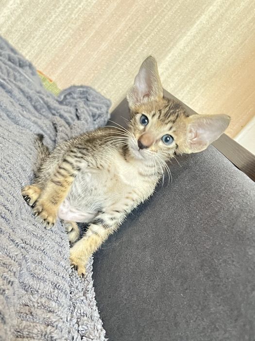 Ориентальные котята