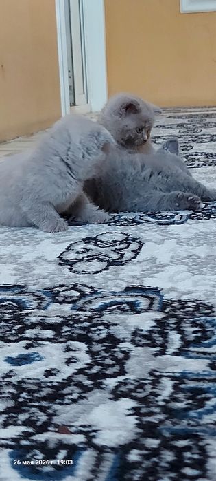 Котята: скоттиш-фолд и скоттиш-страйт