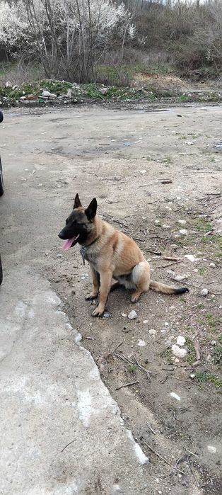 Продавам мъжко Белгийско малиноа