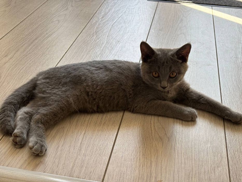 кошки скоттш страйт