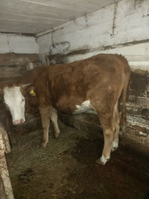 Продам тёлок возраст 1 год