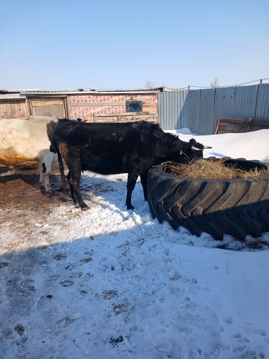 Продам Крс Бычек 2год 1   Телки 380000