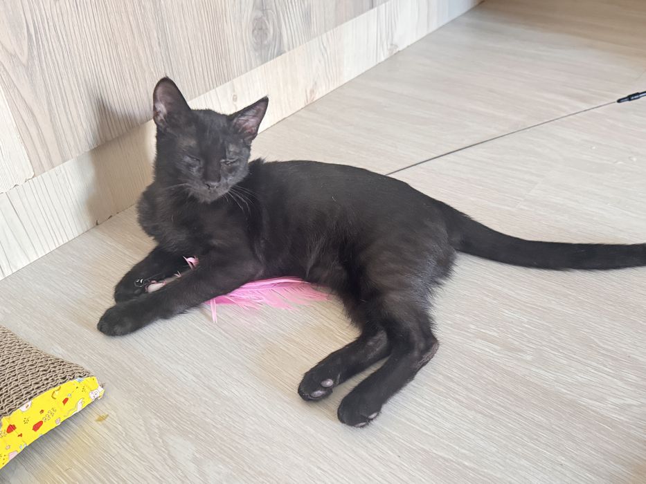 Отдам котенка в ответсвенные руки