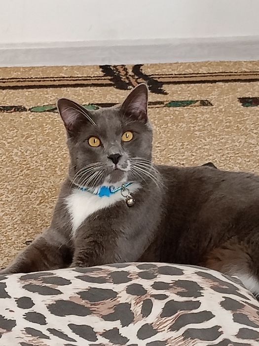 Vyazka oʻgʻil bola