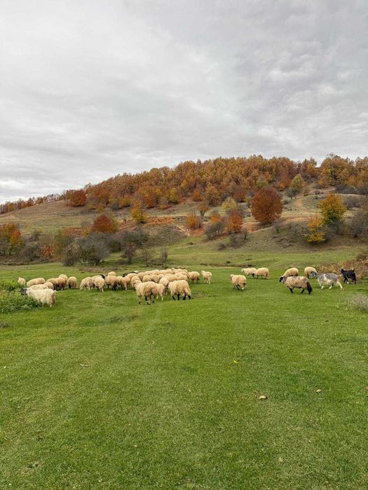 Oi frumoase de ținut