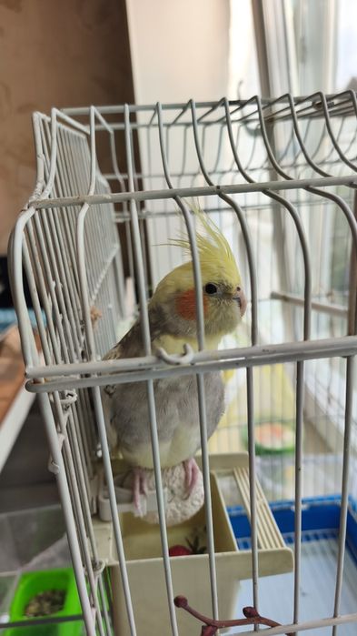 Попугай Корелла ручной
