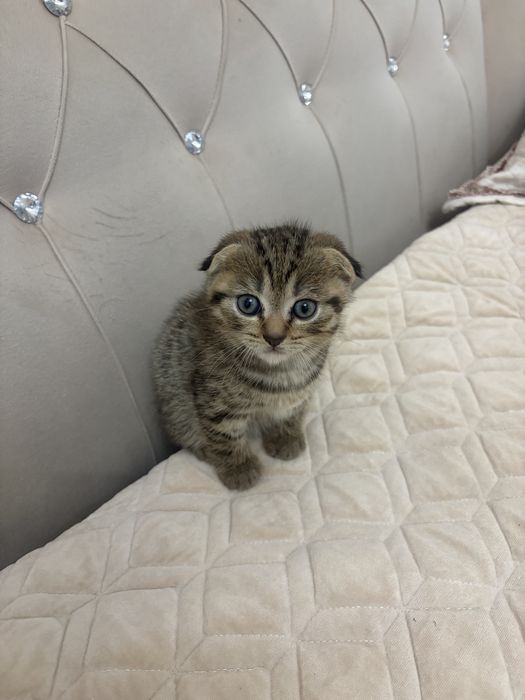 Продам  котят  шотланские вислоухие,родились 24июля