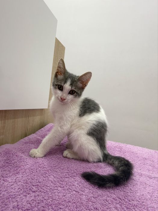 Котёнок в добрые руки