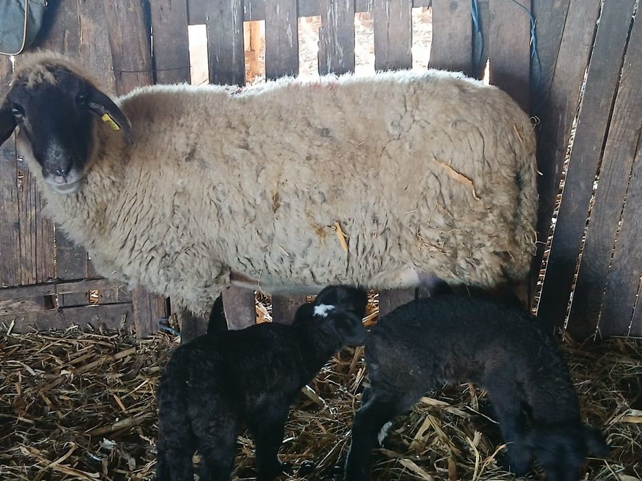 Vand capre tinere și oi carabase