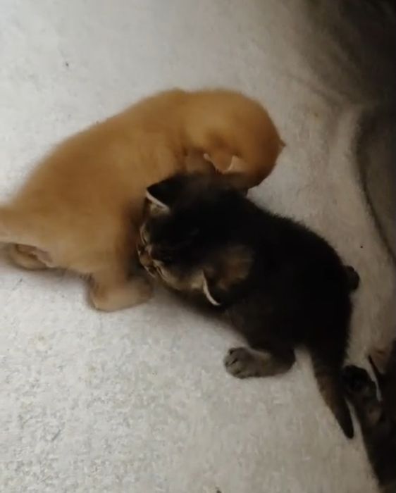 Вязка кота. Скоттиш фолд.