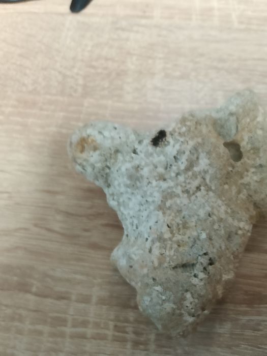 A gray rock (I think its a fossil shell but not sure)