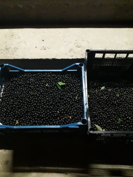 Aronia fructe naturala