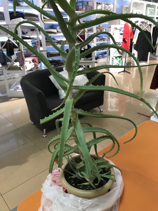 Продам алоэ лечебный три года