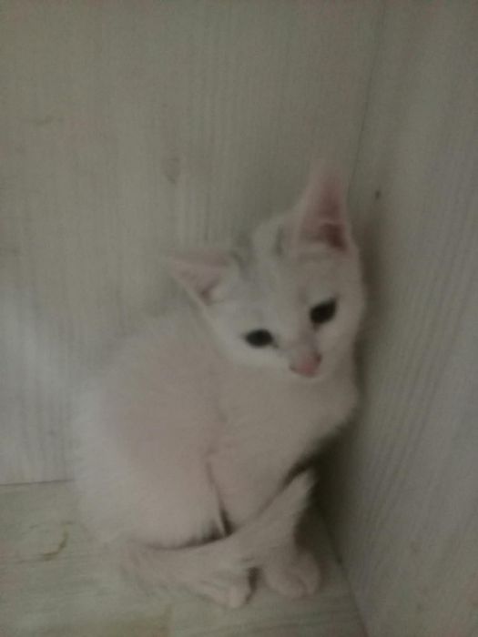 Отдам котят в хорошие руки