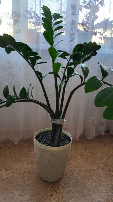 Продам комнатные цветы