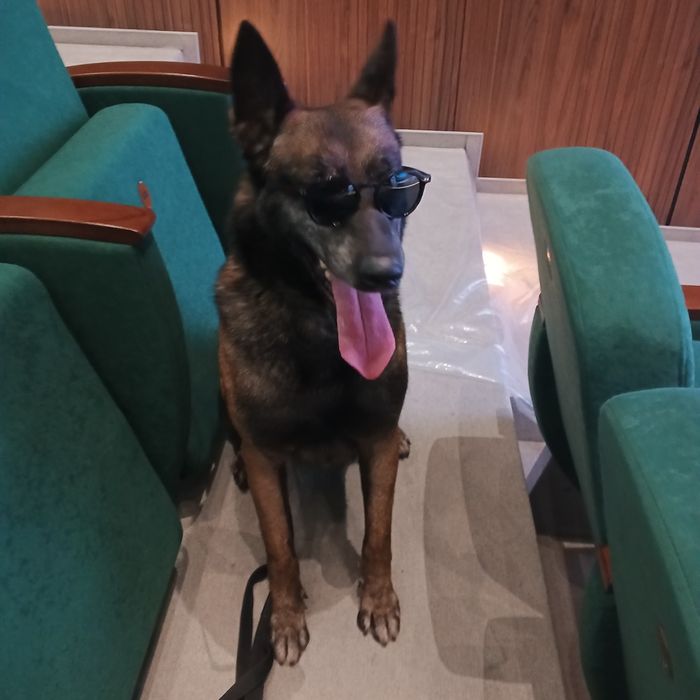 Вяска белгейский овчарка Малинуа