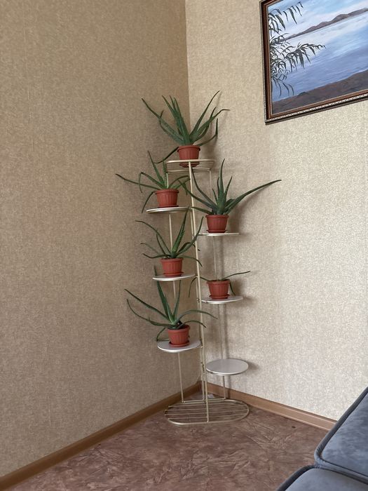 Продам алое вера