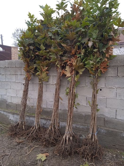 Декоративные деревья