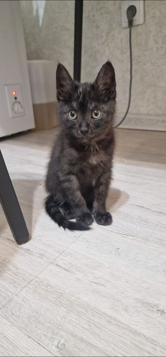 Отдам котёнка мальчика