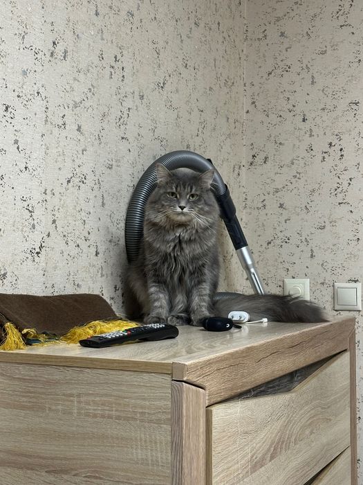 Кошка серая длинношерстная