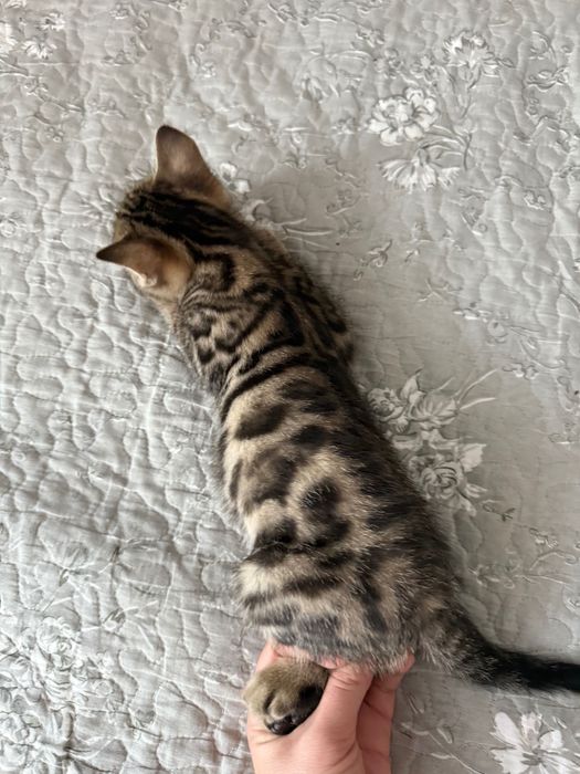 Котята бенгальские